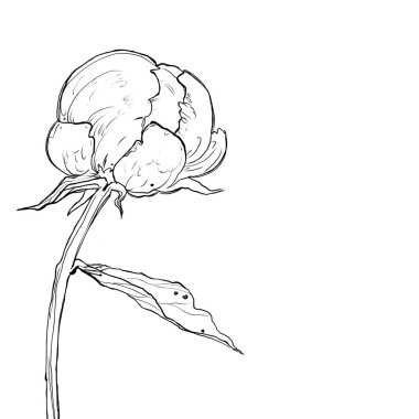 çiçek açan açık şakayık anahat illüstrasyon grafiği, dağ şakayık