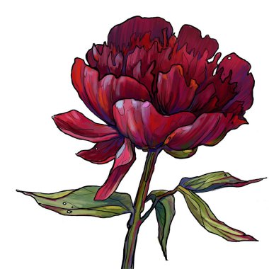 bordo şakayık, bahçe çiçeği, şakayık illüstrasyon, bir çiçek şakayık, şakayık ile bir dal 