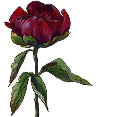 bordo şakayık, bahçe çiçeği, şakayık illüstrasyon, bir çiçek şakayık, şakayık ile bir dal 