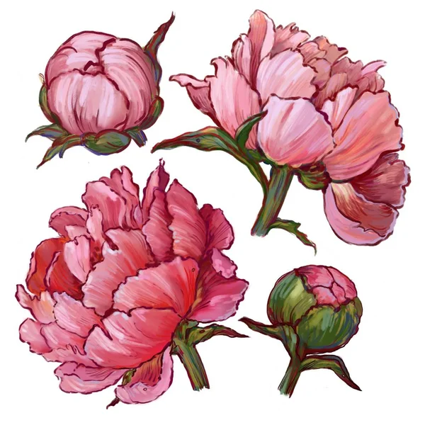 Peônias Rosa Delicadas Conjunto Ilustração — Fotografia de Stock