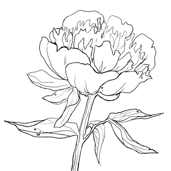 Blossoming Open Peony Outline Illustration Graph Mountain Peony — Stock Photo, Image