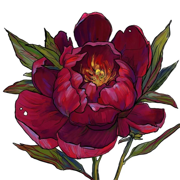 burgundy peony, garden flower, peony illustration, a blooming peony, a branch with a peony