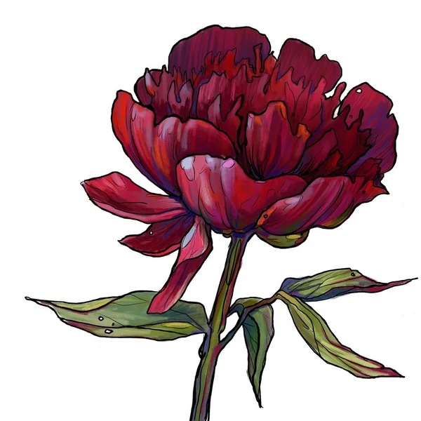 bordo şakayık, bahçe çiçeği, şakayık illüstrasyon, bir çiçek şakayık, şakayık ile bir dal 