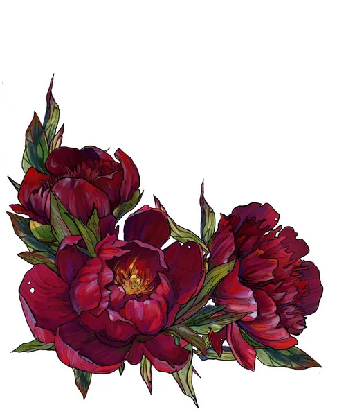 Borgonha Peônias Quadro Ilustração Quadro Flores Cartão Postal — Fotografia de Stock