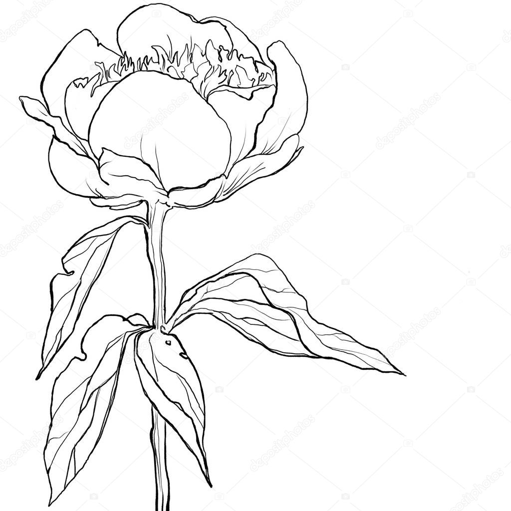 blossoming open peony outline illustration graph, mountain peony