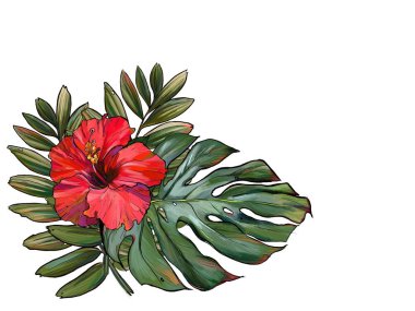 tropik, tropik bitkiler, palmiye yaprakları, illüstrasyon, beyaz bir arka plan üzerinde cennet çiçek, kartların kaydı için, bir kumaş, düğün bir baskı. elle