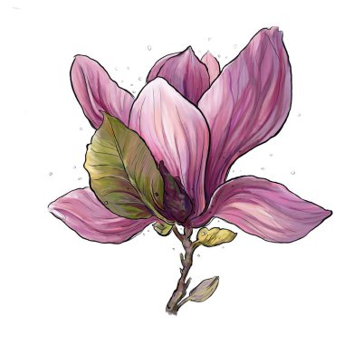 manolya bahar çiçek tomurcuk illüstrasyon  