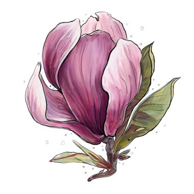 manolya bahar çiçek tomurcuk illüstrasyon  