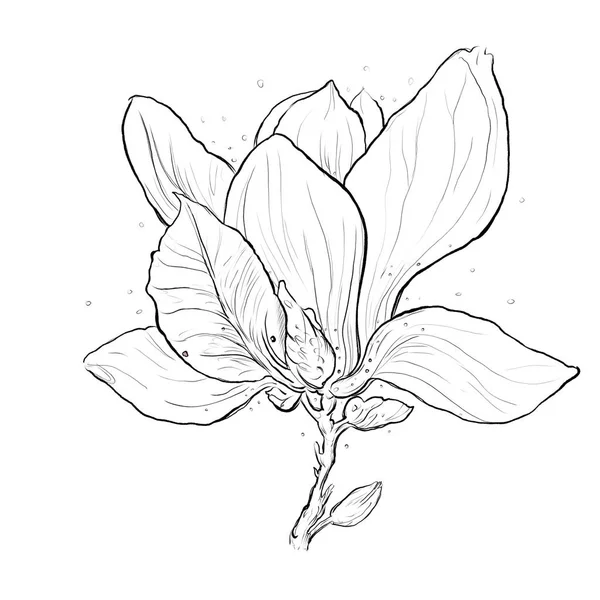 Ilustracja Kwiat Magnolia Wiosna Zarys — Zdjęcie stockowe