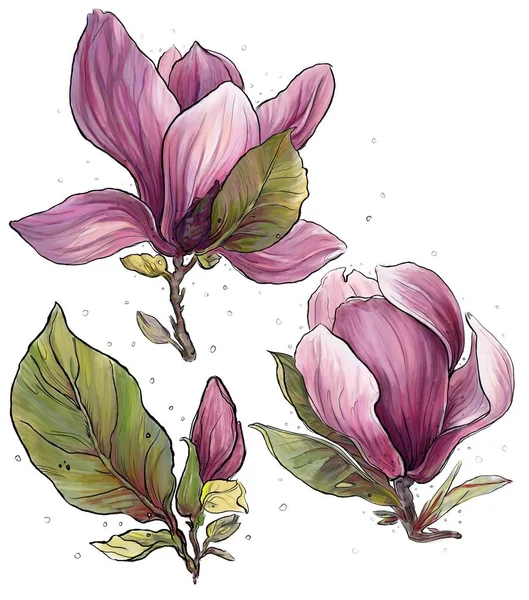 Magnolia Άνοιξη Λουλούδι Μπουμπούκι Εικόνα Που — Φωτογραφία Αρχείου