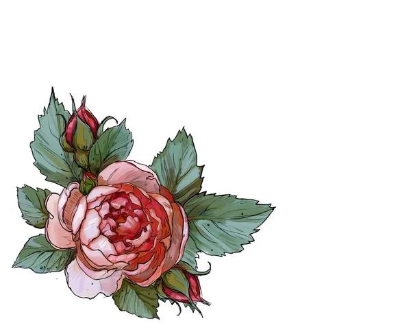 Cornici Festive Rose — Foto Stock