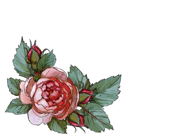 Cornici Festive Rose — Foto Stock