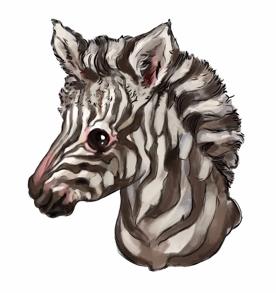 Piękne Zwierzę Piękna Zebra Ilustracji Dla Osobistego Projektu Karty Ubrania — Zdjęcie stockowe