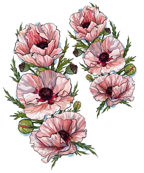 Fleurs Coquelicots Rose Ensemble Illustration Coquelicot Fleurs Sauvages — Photo