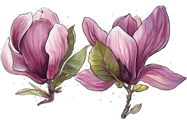 manolya bahar çiçekleri tomurcuk illüstrasyon  