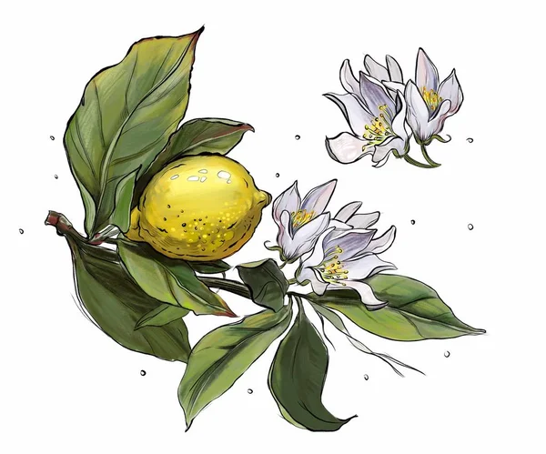Citrony Květinami Listy Pohlednice — Stock fotografie