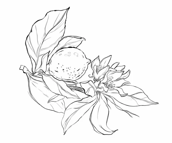 Çiçek ve yapraklı limonlar, kartpostal