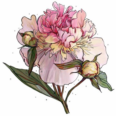 Beyaz arka plan üzerinde güzel bahar şakayık çiçek