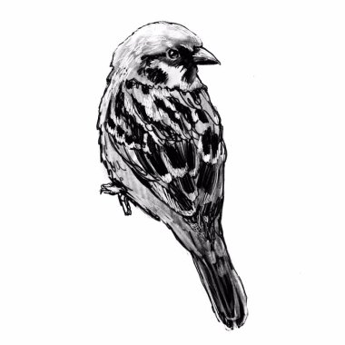 Beyaz arka planda serçe siyah beyaz sanat