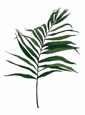 Beyaz arka planda kopya alanı olan yeşil dal