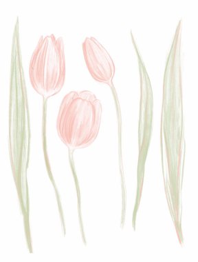 Beyaz arka planda bahar pembe laleleri