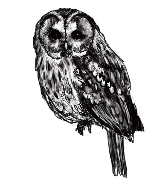 Black White Artwork Owl White Background — Stock Photo, Image