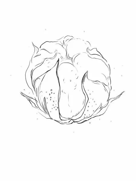 Контур Квітки Бавовняного Бобу Білому Тлі — стокове фото