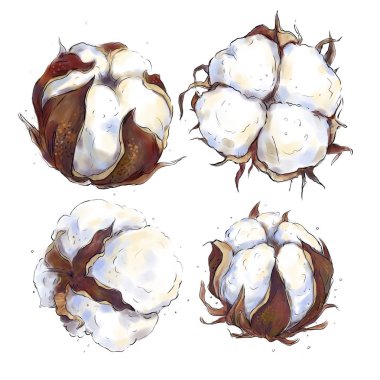 Pamuk beyaz arka plan üzerinde çiçek bolls