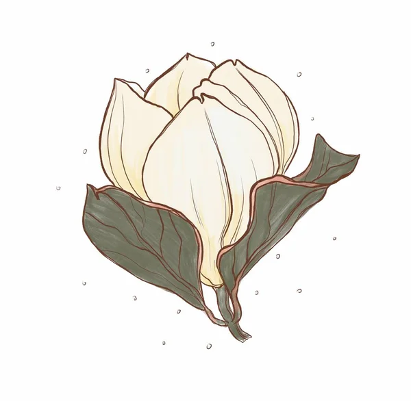 Cyfrowa Ilustracja Białego Kwiatu Liśćmi — Zdjęcie stockowe