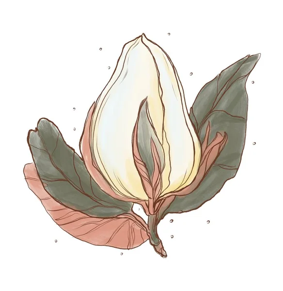 Digitale Illustration Der Weißen Blütenknospe Mit Blättern — Stockfoto