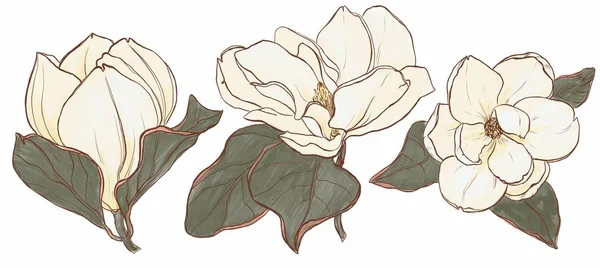葉を持つ白い花のデジタルイラスト ロイヤリティフリーのストック画像