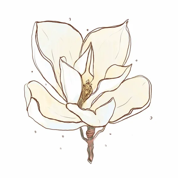 Ψηφιακή Απεικόνιση Του Λευκού Λουλουδιού Μανόλια Φωτογραφία Αρχείου