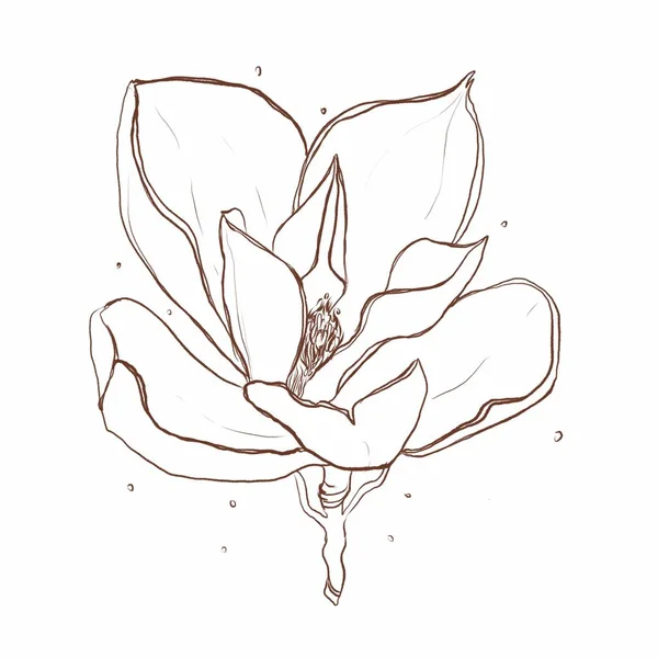 白いマグノリアの花のデジタルイラスト ロイヤリティフリーのストック画像