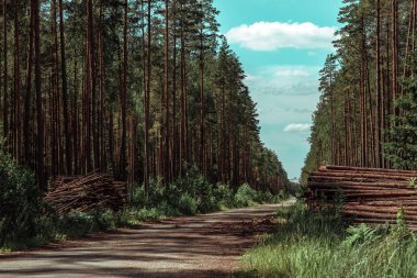 Orman çam ağaçları ağaç gövdeleri kereste endüstrisi tarafından devrildi.
