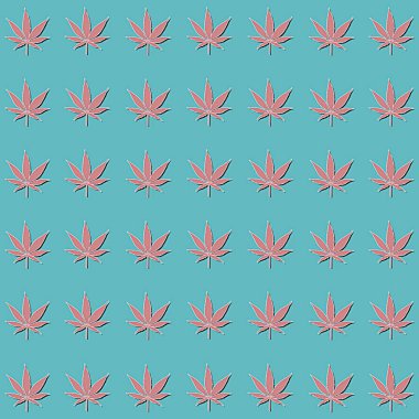 pembe esrar mavi arka plan üzerinde izole yaprakları Büyüyen tıbbi esrar cbd desen