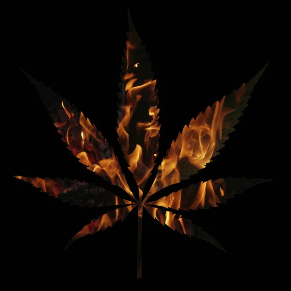 Hojas de cannabis de fuego aisladas sobre fondo blanco Cultivo de marihuana medicinal cbd —  Fotos de Stock