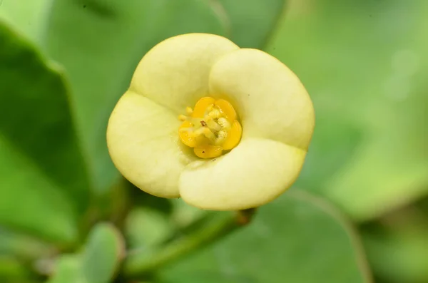 A flor é amarelo claro, a parte do meio é amarelo escuro — Fotografia de Stock