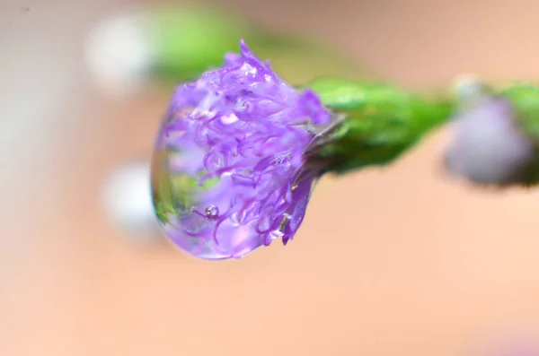 Water Clear water stokken paarse bloemen — Stockfoto