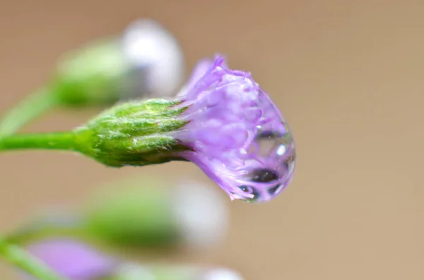 水クリアウォーターは紫色の花を突き刺す — ストック写真