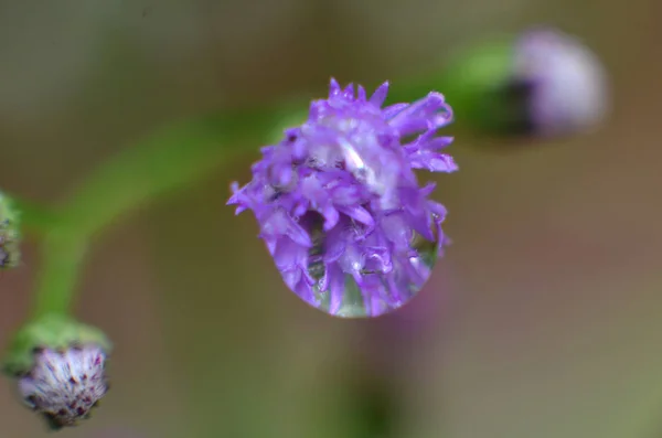 水 清水 粘 紫色 花 — 图库照片