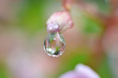 Sabahın geri kalanı çiy çiçek tomurcukları yapışır