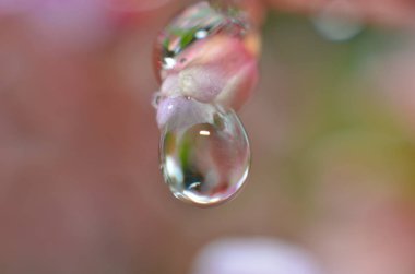 Sabahın geri kalanı çiy çiçek tomurcukları yapışır