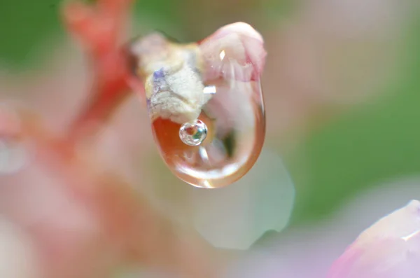 The rest of the morning dew sticks to the flower buds