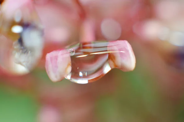 Zbytek ranní Rosy se tyčí do květinových pupenů — Stock fotografie