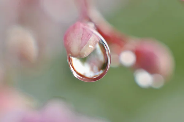 Zbytek ranní Rosy se tyčí do květinových pupenů — Stock fotografie