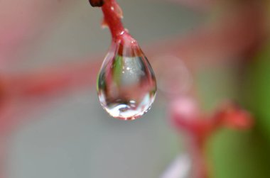 Sabah çiğ suyun geri kalanı tomurcukları yapışır