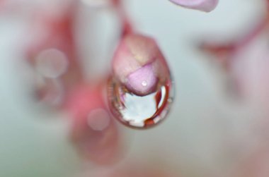 Sabah çiğ suyun geri kalanı tomurcukları yapışır 