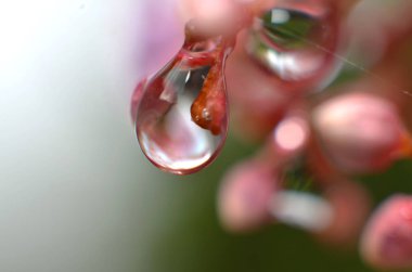 Sabah çiğ suyun geri kalanı tomurcukları yapışır