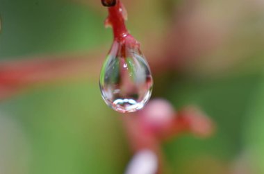 Sabah çiy su geri kalanı t tomurcukları yapışır