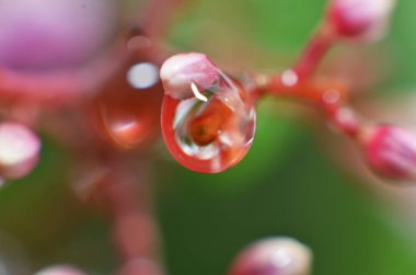 Sabah çiğ suyun geri kalanı tomurcukları yapışır 